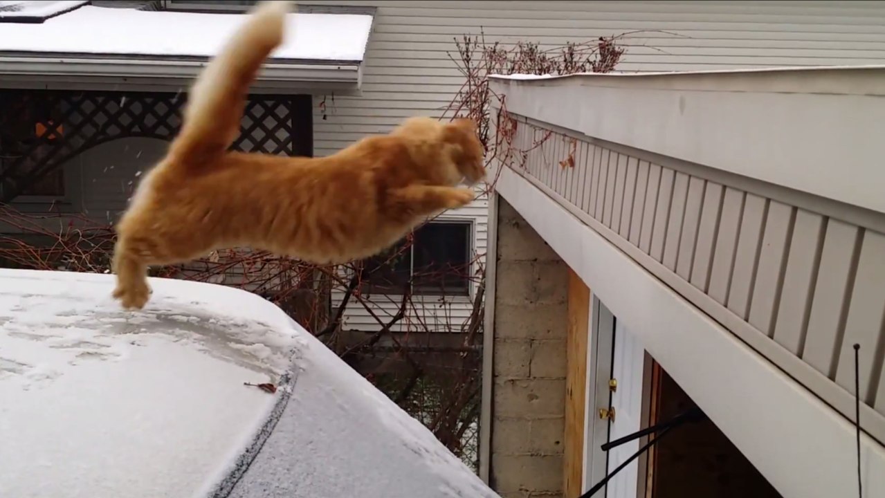 L'énorme fail du chat voulant sauter sur un toit