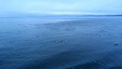 Spectaculaire : des dauphins prennent le large en toute liberté