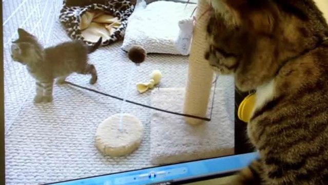 Si vous avez envie de faire une blague à votre chat, cette video est faite pour vous