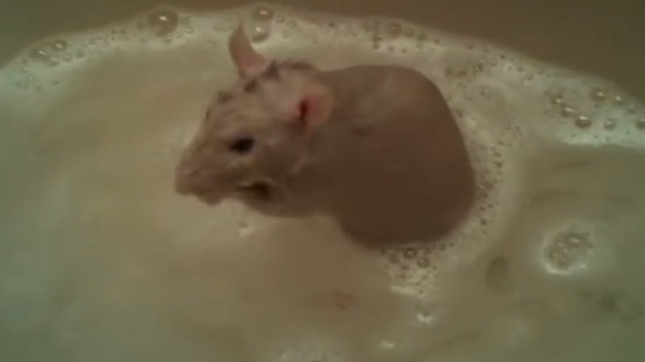 L'étonnante vidéo d'un rat prenant son bain