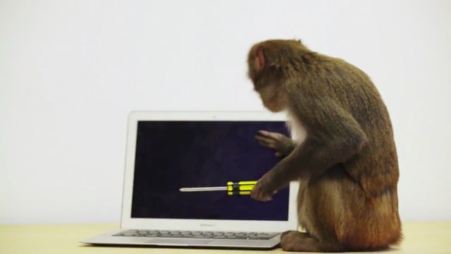 Ce singe est énervé... Comment passe t-il ses nerfs ?