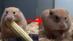 Un hamster tente de manger un épi de maïs