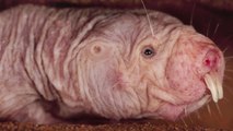 Cet animal est considéré comme le plus moche du monde. Pourtant, il pourrait tous nous sauver