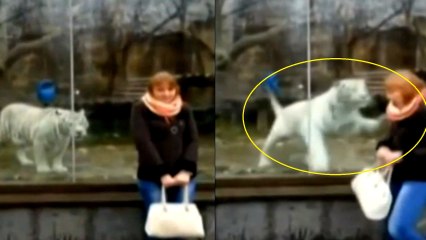 Dans un zoo de Russie, un tigre offre à cette femme la plus grosse frayeur de sa vie
