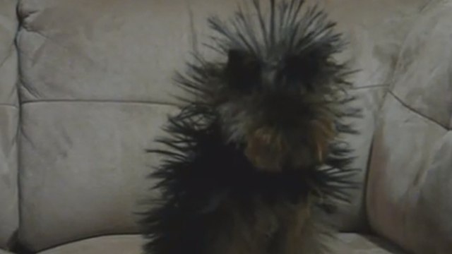 Un chien se transforme en porc-épic à cause de l'électricité statique