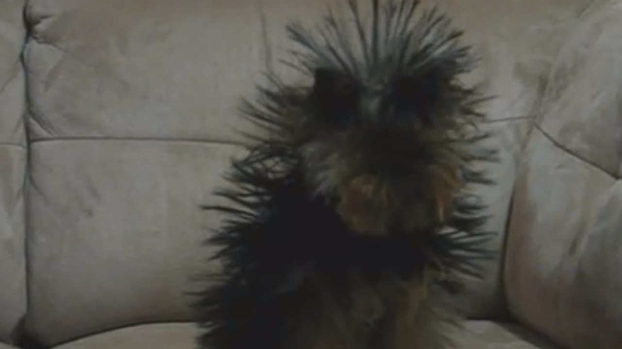 Un chien se transforme en porc-épic à cause de l'électricité statique