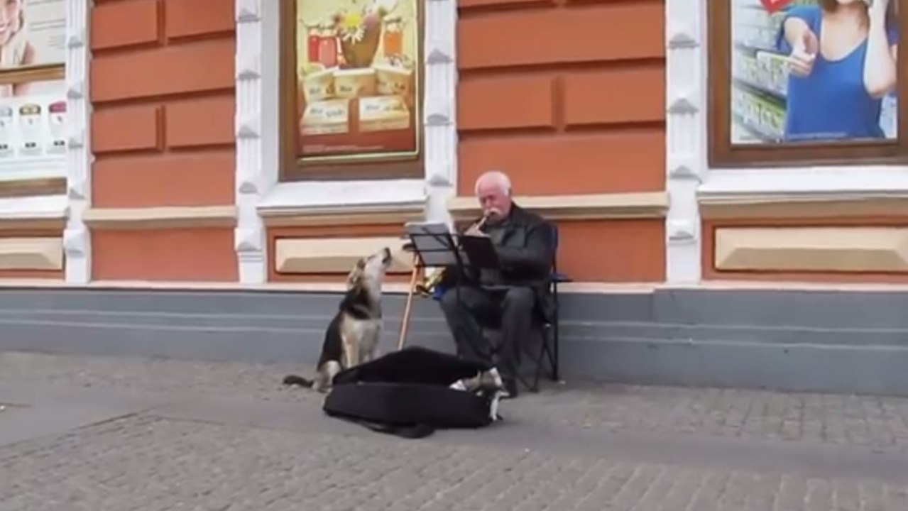 Regardez cette incroyable complicité entre un chien et un musicien