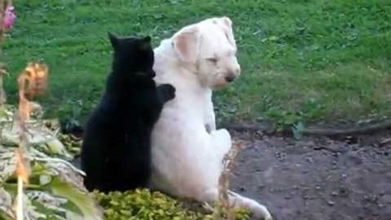 Qui a dit que les chiens ne s'entendaient pas avec les chats ?