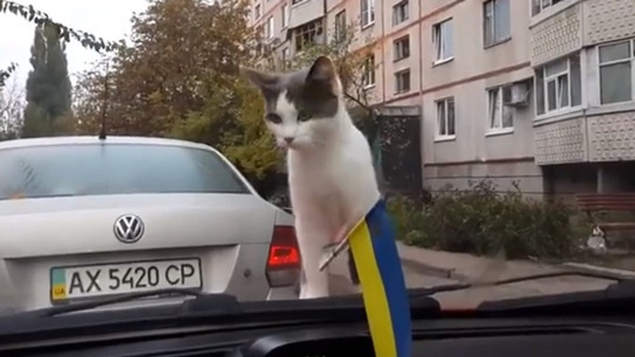 Un chat se fait avoir par un essuie-glace