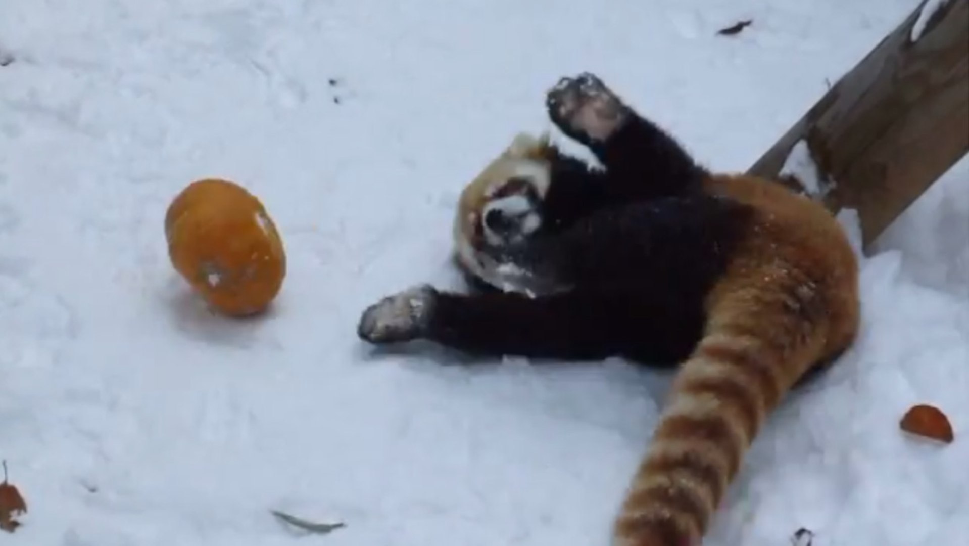 Gif De Citrouille Panda Roux