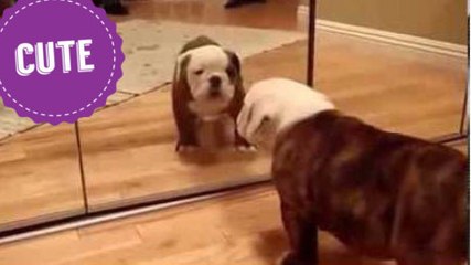 Les animaux contre les miroirs : une guerre éternelle