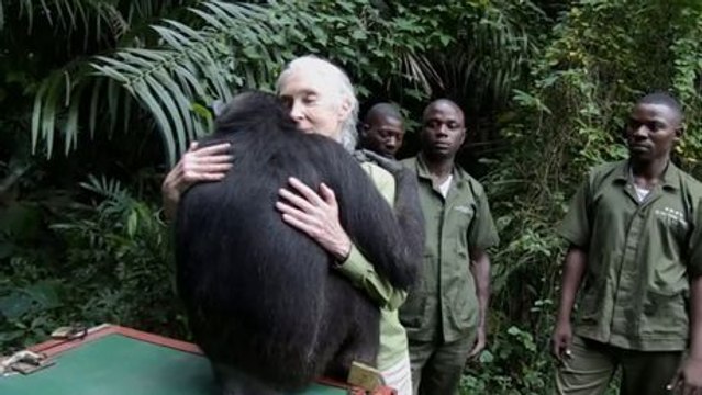 L'incroyable geste de remerciement d'un chimpanzé libéré par Jane Goodall