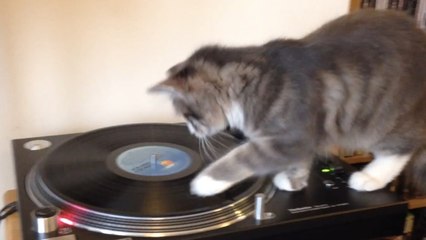 Un chat se prend pour un DJ