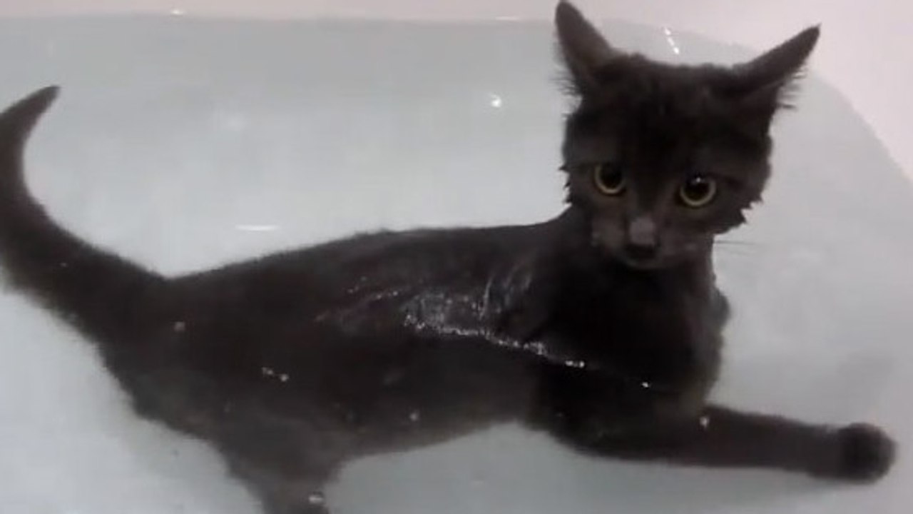 Un chat découvre les joies du bain