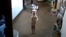 Ce chien danse la salsa mieux que n'importe qui. Il va vous épater