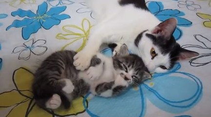 Une chatte réconforte son chaton