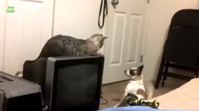 Chiens contre chats : l'éternelle rivalité n'est pas forcément celle que l'on croit