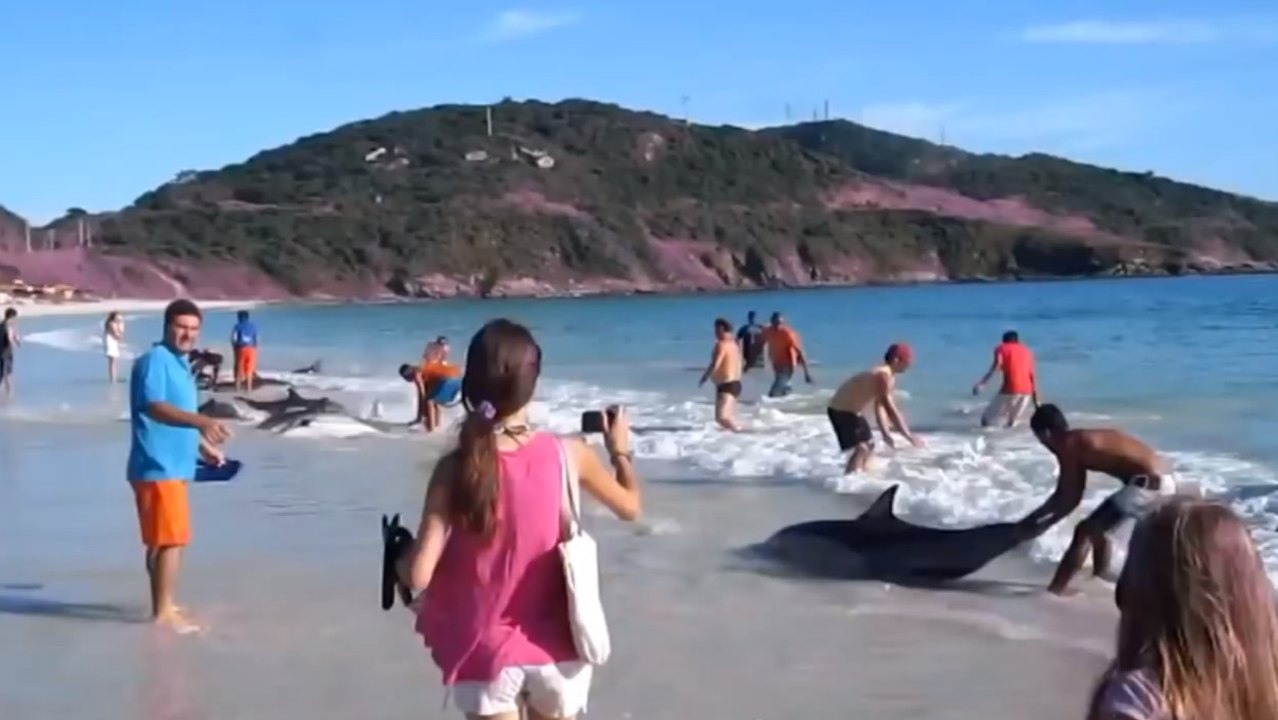 Au Brésil, les habitants ont fait preuve d'une immense solidarité envers les animaux