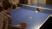 Un chat joue au ping-pong