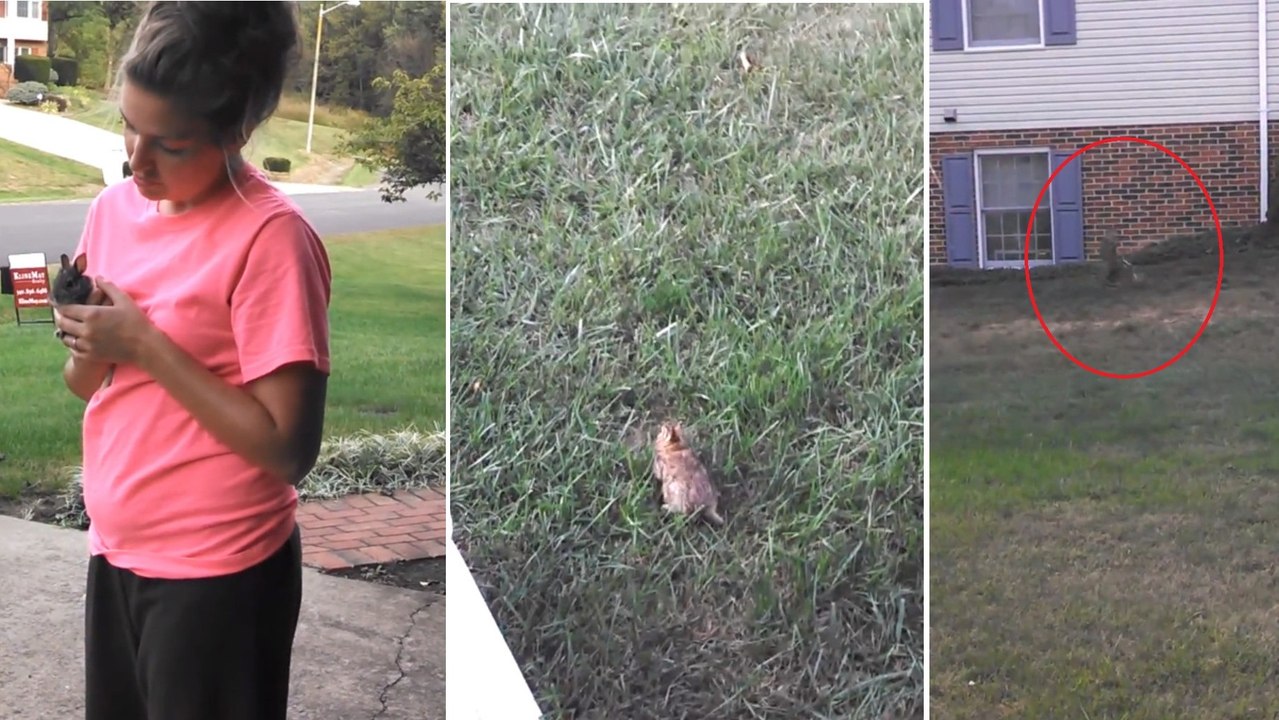 Un bébé lapin se fait enlever par un rapace devant sa famille