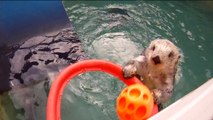 Cette loutre joue au basket