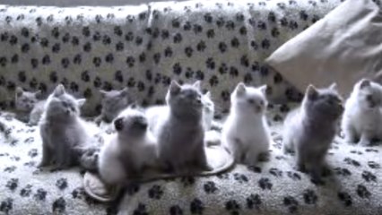 10 chatons dansent en rythme