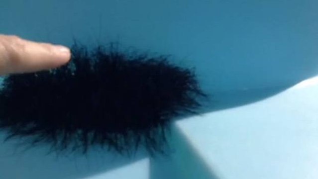 Découvrez ce qui se cache derrière cette étrange boule de poils