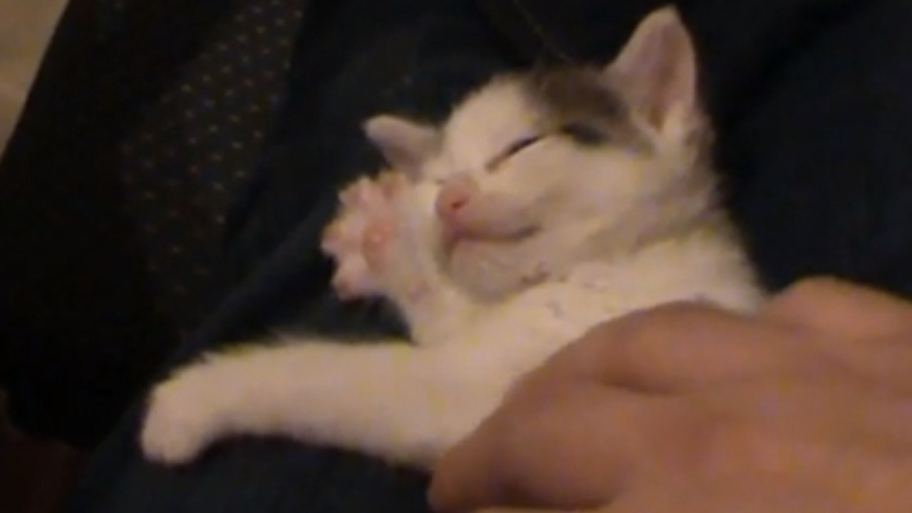 Un chaton trop mignon joue de la harpe en dormant