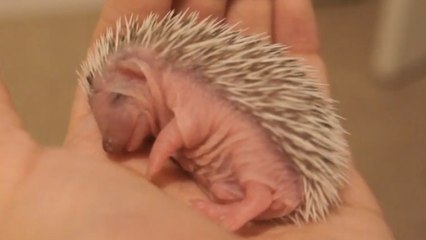 Un bébé hérisson fait une sieste