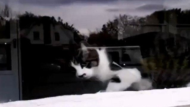 Ce félin a une méthode bien à lui pour accueillir le facteur. Vous allez être surpris