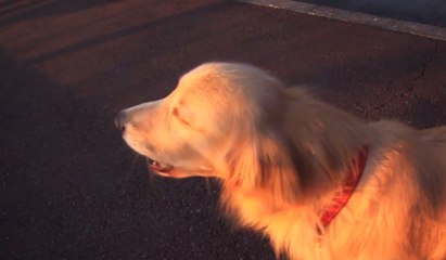 Un chien imite une sirène d'ambulance