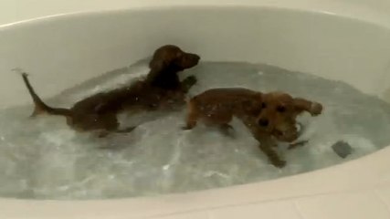 Deux adorables chiens sont pressés de prendre le bain