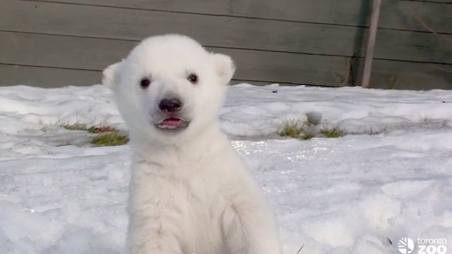 Cet ourson polaire découvre pour la première fois la neige. Vous allez fondre