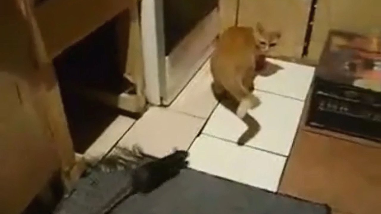 Chat contre rat : vous serez surpris de voir qui gagne cette bataille