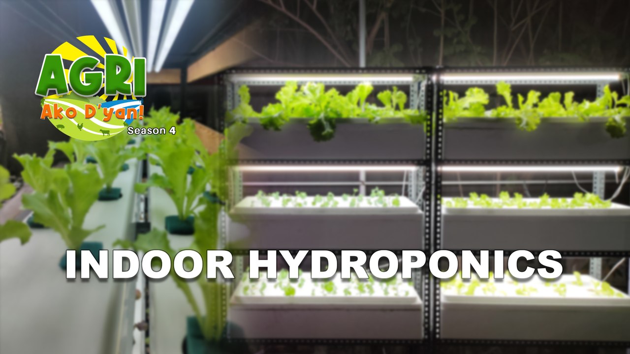 Indoor Hydroponics
