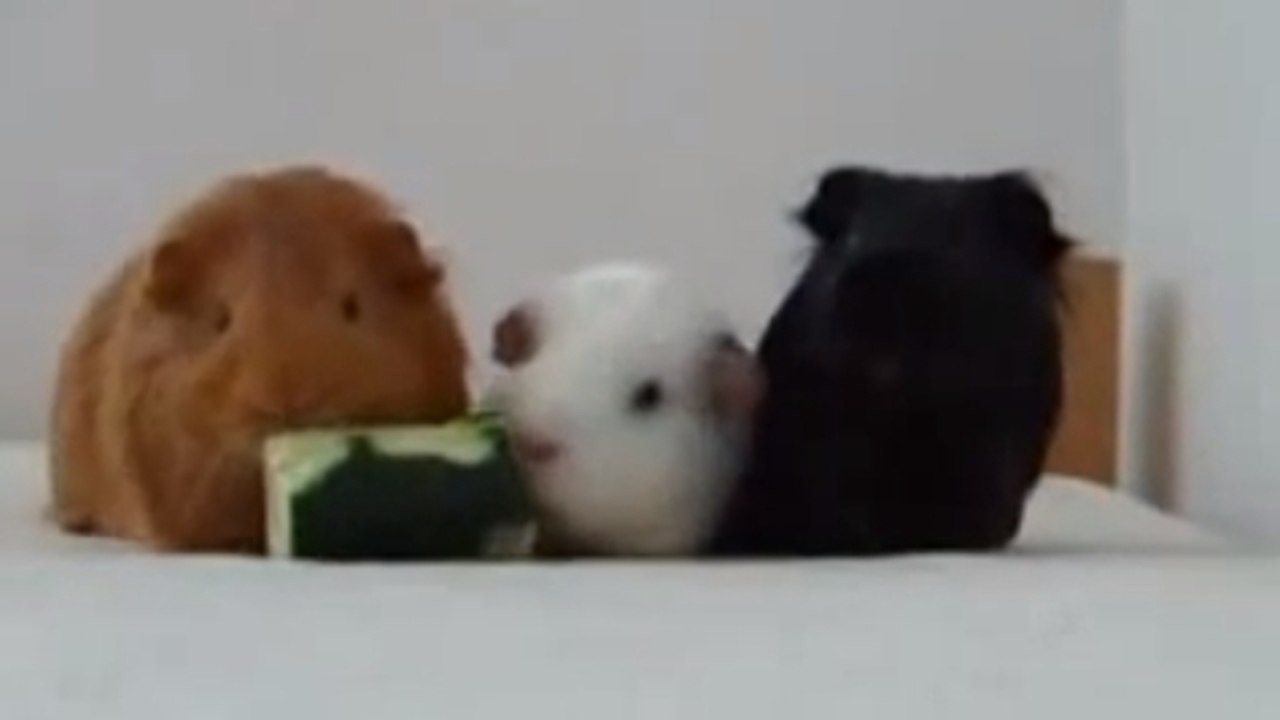 Ces hamsters ont eu un morceau de concombre pour le dîner. Mais ils n'aiment vraiment pas partager