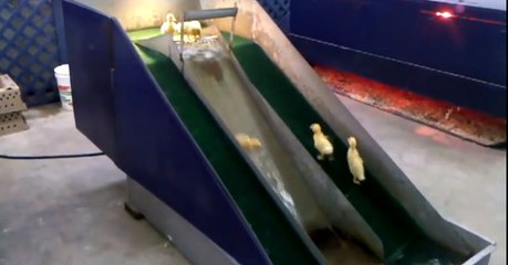 Un toboggan et de l'eau. Un petit paradis pour ces canetons.