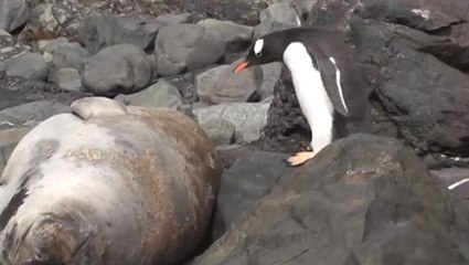 Ce pingouin saute sur des rochers. Il va avoir une mauvaise surprise
