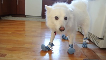 Ce chien est une fashion victim. Il n'a pas l'air de bien le vivre