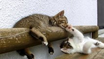Quand un chaton dort, l'autre veut jouer