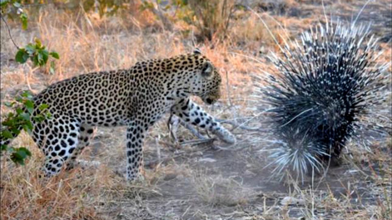 Ein Leopard greift ein Stachelschwein an: Dann ist die Raubkatze in einem fürchterlichen Zustand