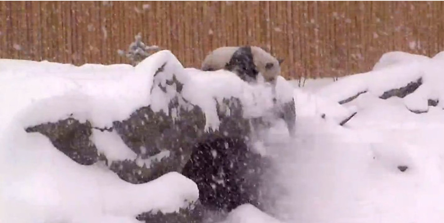Que font les pandas sous la neige ? Il s'amusent, la preuve