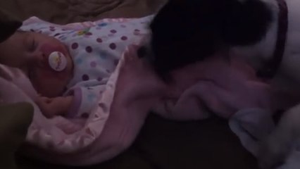 Un petit chien prend soin d'un bébé