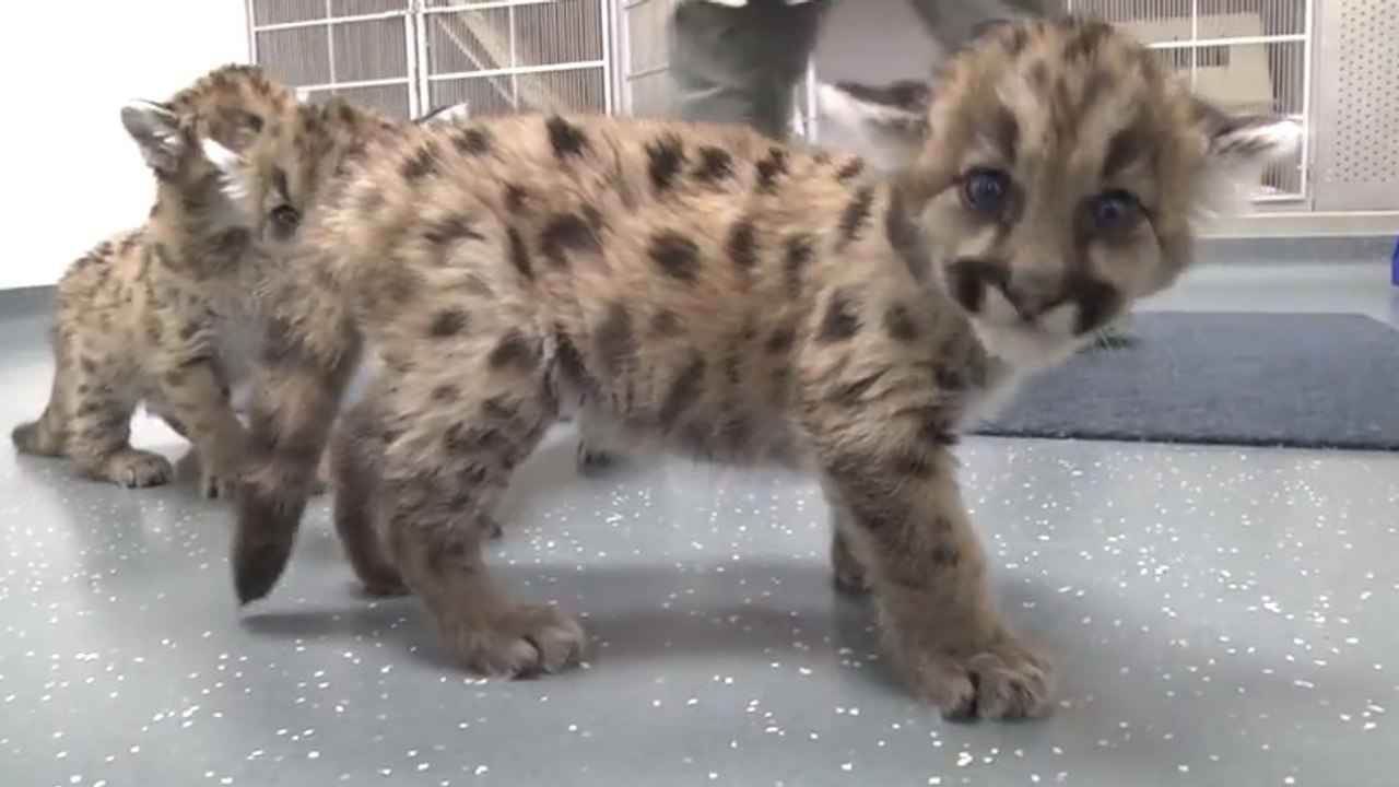 Ces bébés cougars n'ont pas eu une vie facile. Mais ils ont pu être sauvés