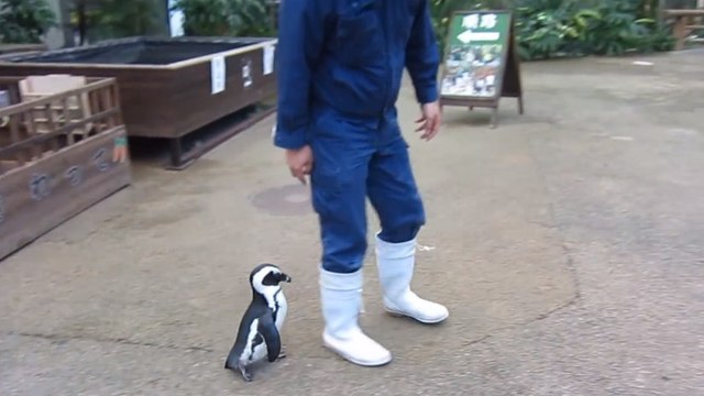 Ce pingouin est très attaché à ce gardien de zoo. Il le suit partout