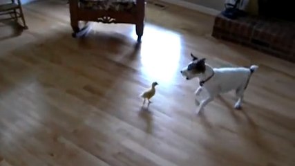 Un caneton et un chien sont obligés de cohabiter. Mais l'un des deux a très peur de l'autre