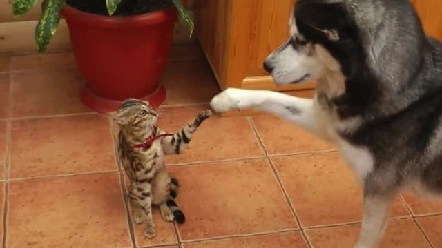 Un chien veut faire ami-ami avec un chat. Vous allez rire !