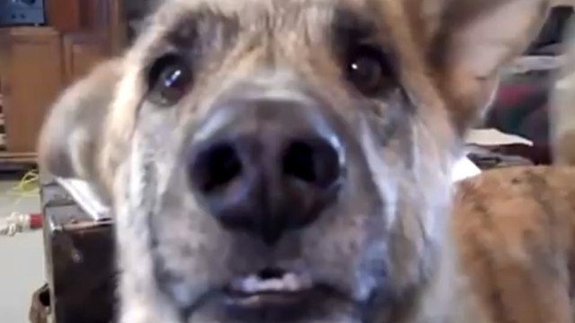 Avez-vous déjà entendu un chien parler ?