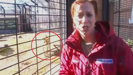 Cette journaliste se fait attaquer par un lion en plein reportage. Que va t-il se passer ?