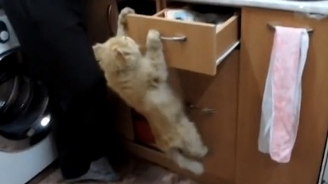 Ces chats ne sont vraiment pas doués. Ces fails vont vous faire rire